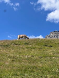 Cow along the North Face Trail in Mürren