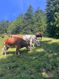 Cows grazing in alpine meadows along the North Face Trail in Mürren