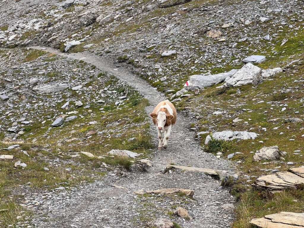 Cow crossing the hiking path on the Eiger Trail