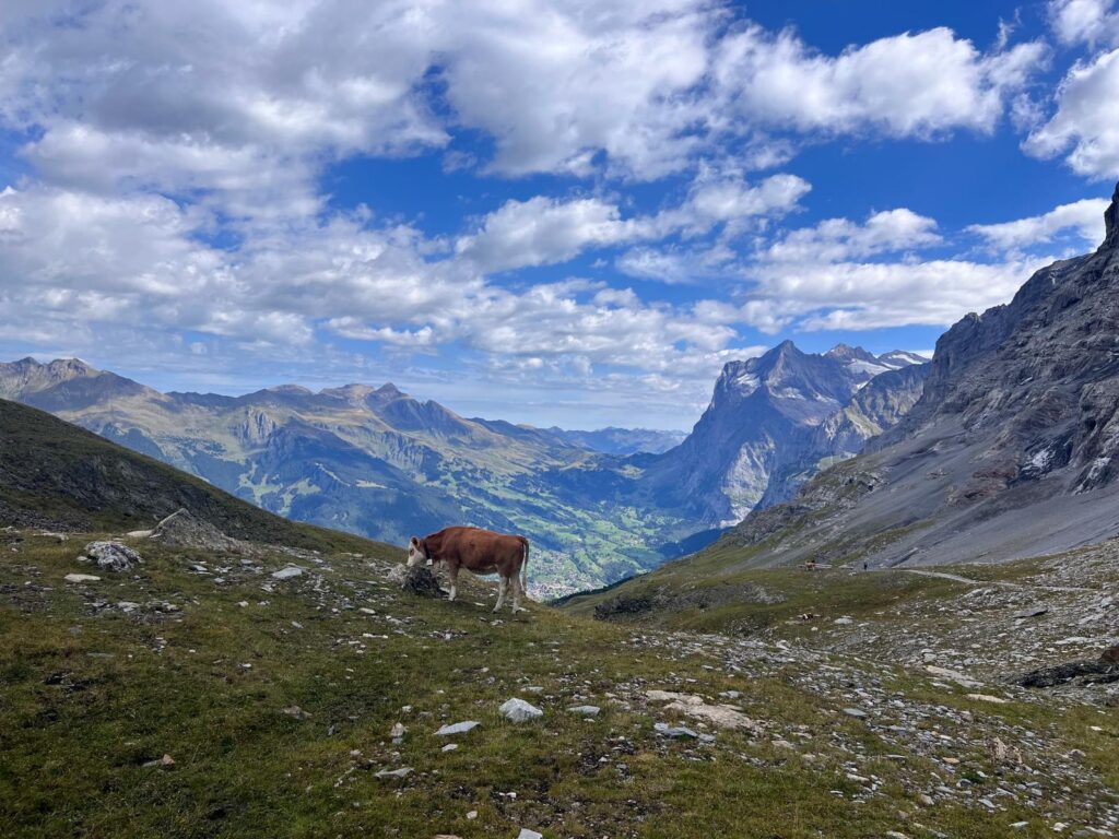 Cows beside the Eiger Trail in the Swiss Alps